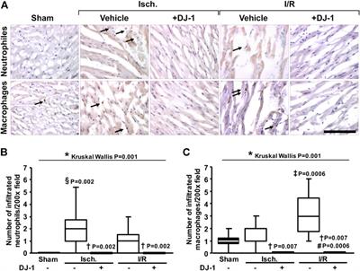 DJ-1 administration exerts cardioprotection in a mouse model of acute myocardial infarction